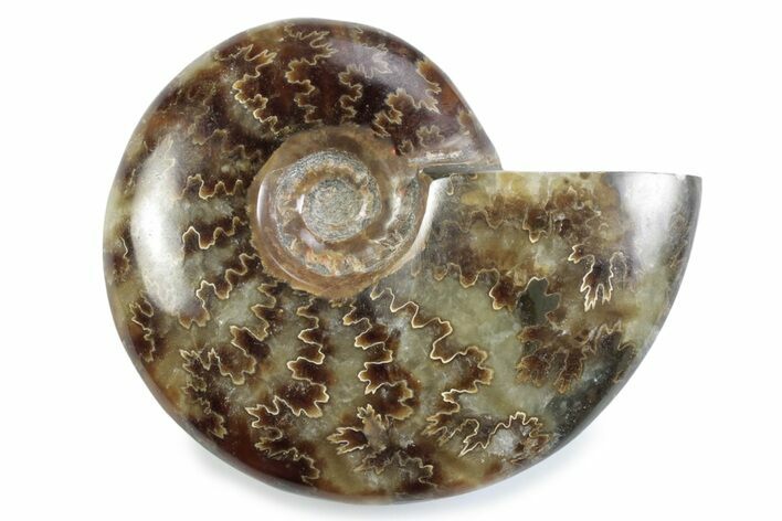 Polished Ammonite (Cleoniceras) Fossil - Madagascar #364950